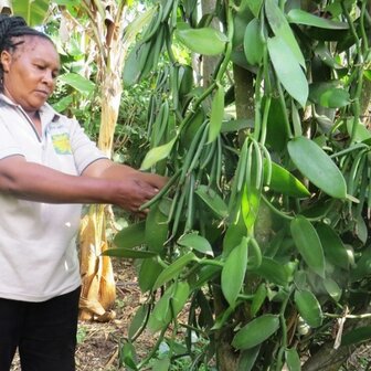 1 kg Gousses de vanille d&#039;Ouganda