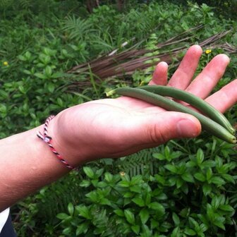 Gourmet Tahitensis vanillestokjes uit Papoea-Nieuw-Guinea vanaf 3 stuks