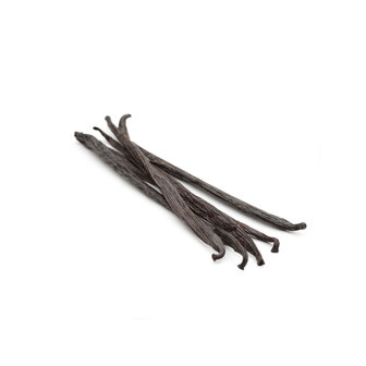 Madagaskar Bourbon Gourmet +17cm